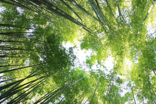 Forests